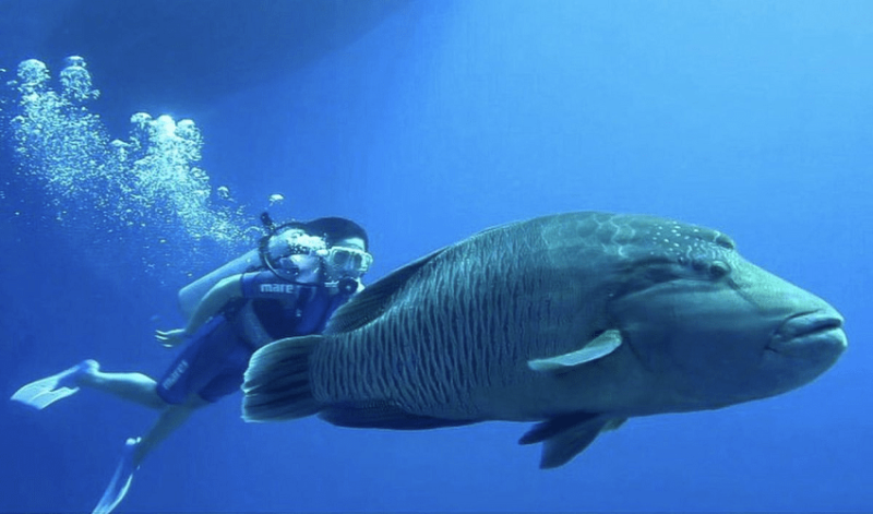 فندق و منتجع لا سيرينا