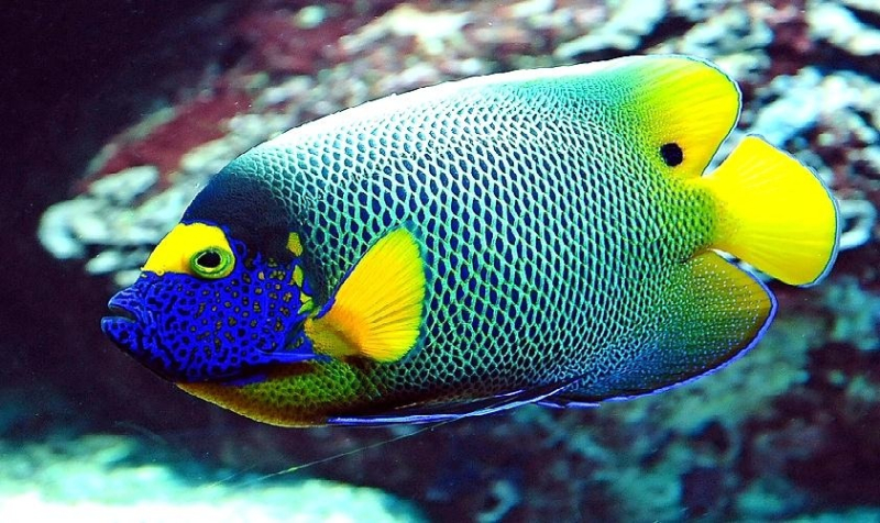 فندق سنتيدو مملوك الغردقه