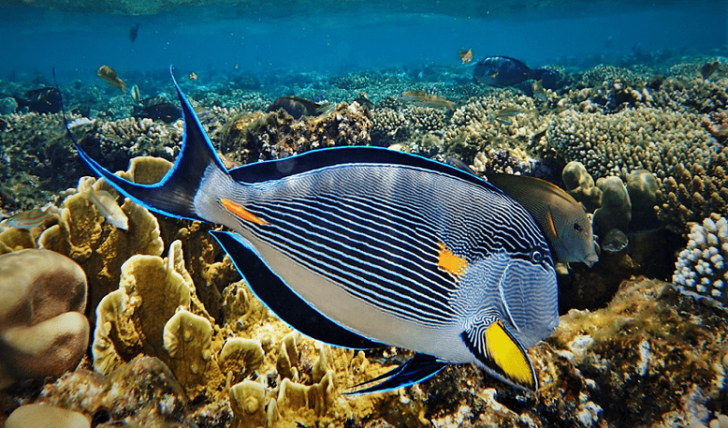 فندق صن رايز هوليدايز الغردقه