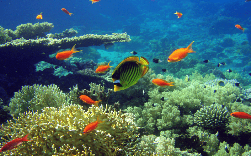 https://www.worldtouradvice.com/files/large/Hurghada Red Sea Tours For Families