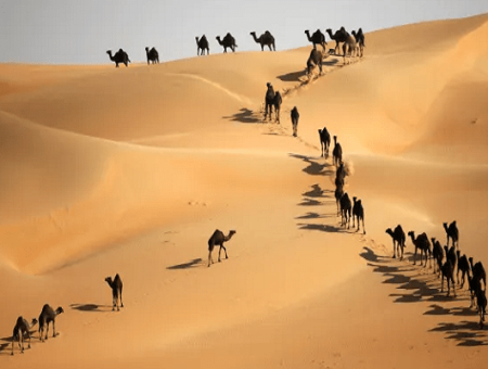 Abu Dhabi Desert Safari Trips