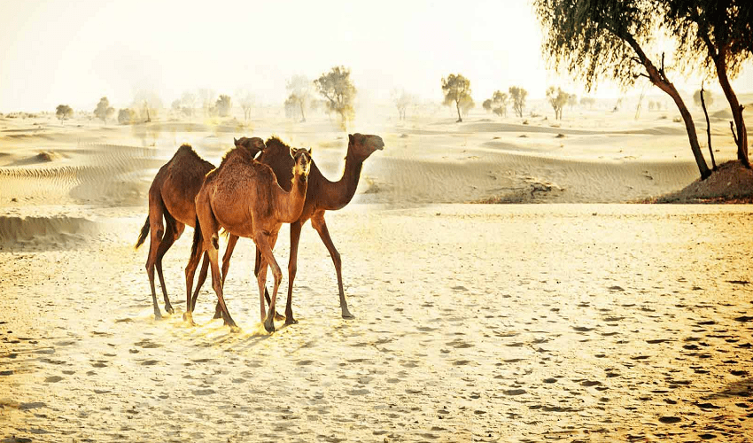 Dubai Quad Tour, Emiratos