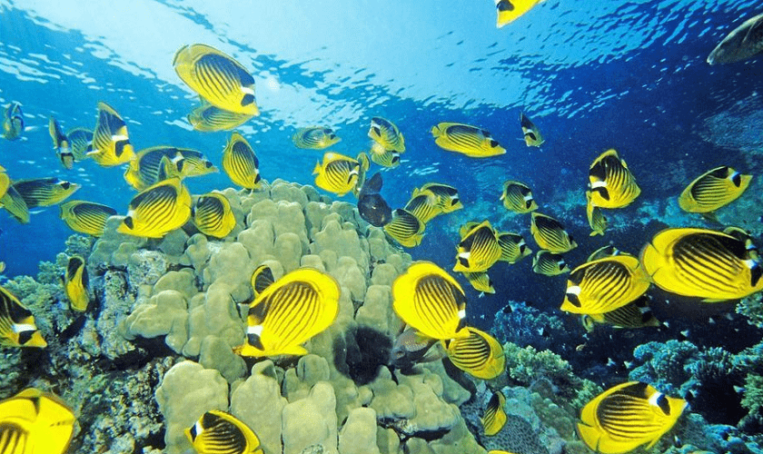Giftun Island Snorkeling Tour from Hurghada