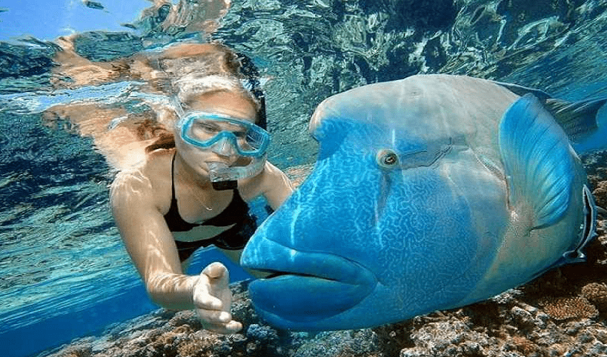 Snorkeling a Ras Mohamed dalla Marina Di Sharm