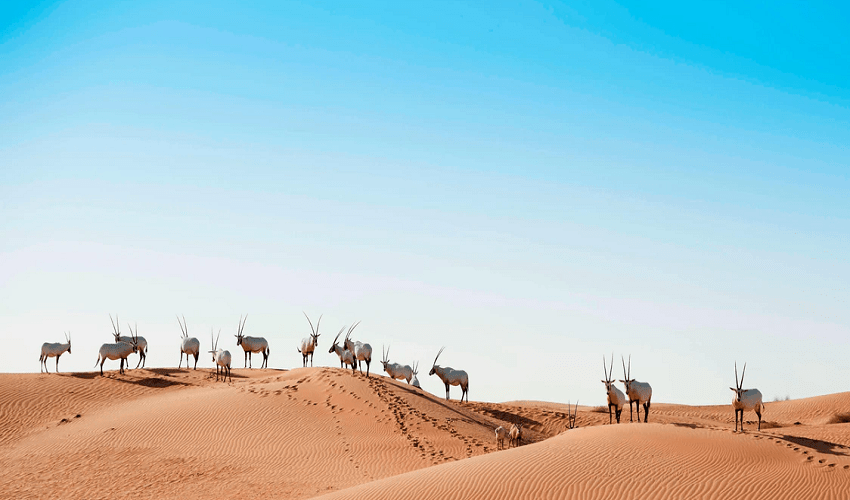 Safari por el desierto Al Maha