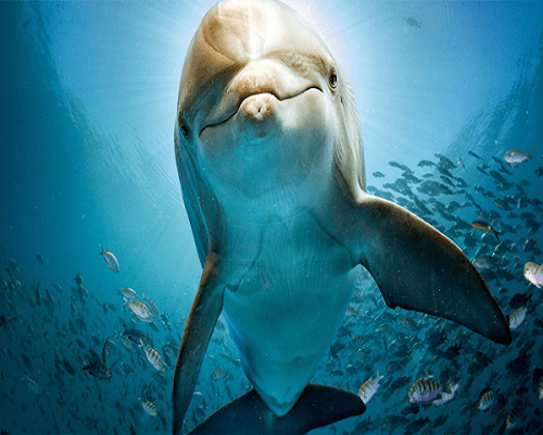 Viaggio Di Nozze in Egitto Crociera e Sharm