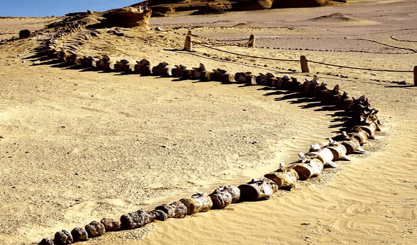 Wadi Hitan, Fayoum Whales Valley Wadi Hitan, Fayoum Whales Valley
