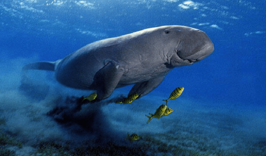 Legendary Visiting Egypt Tour Package Legendary Visiting Egypt Tour Package