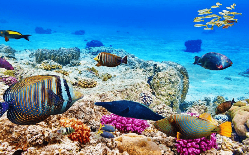 Snorkling Tour All'isola Giftun Da Hurghada Snorkling Tour All'isola Giftun Da Hurghada