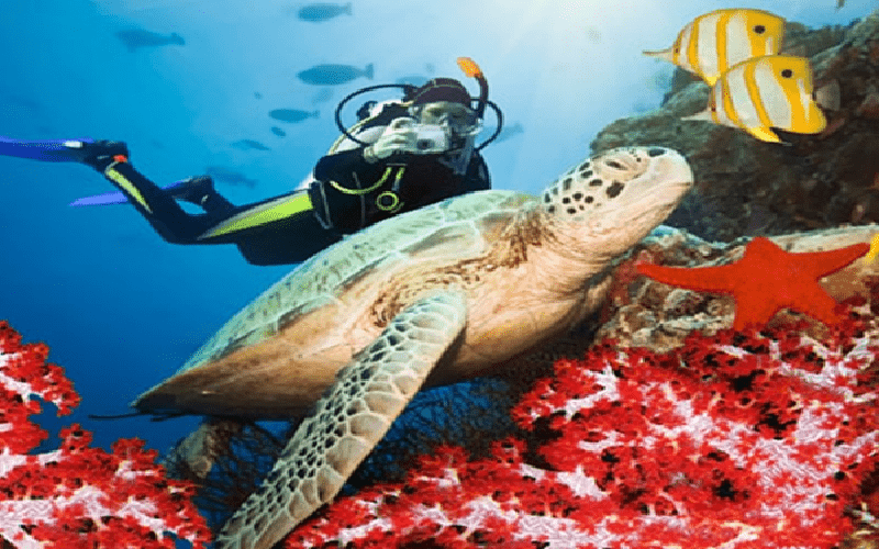 Snorkling Trip To the The Tropical island Hamata From Marsa Alam