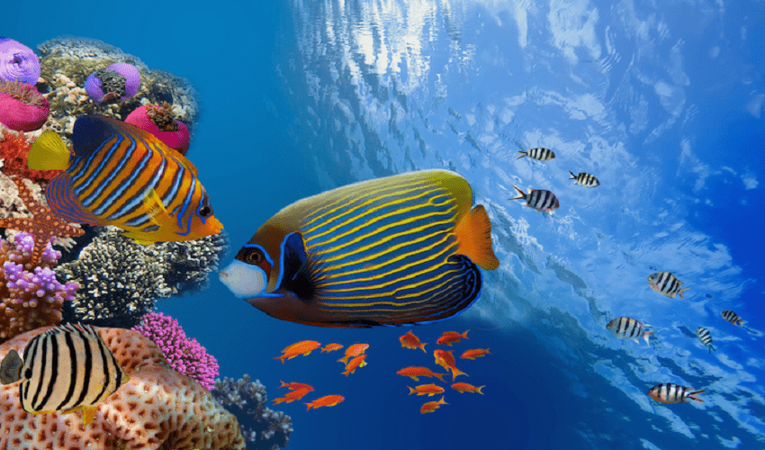 Snorkeling a Ras Mohamed dalla Marina Di Sharm