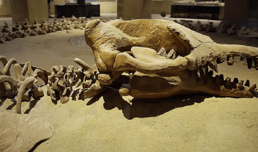 Tour Oasi Fayoum e Valle delle Balene