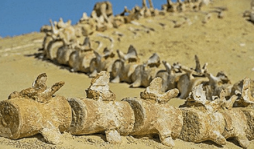 Tour Oasi Fayoum e Valle delle Balene