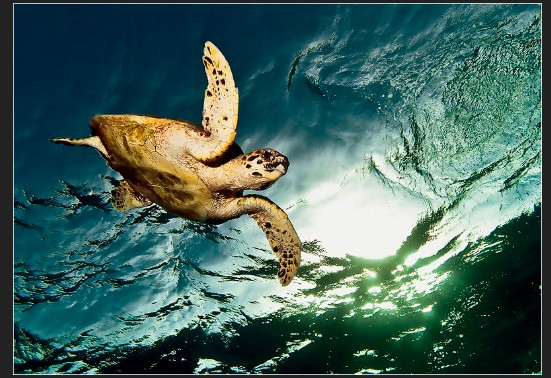 Dahab Blue Hole Snorkeling Tours