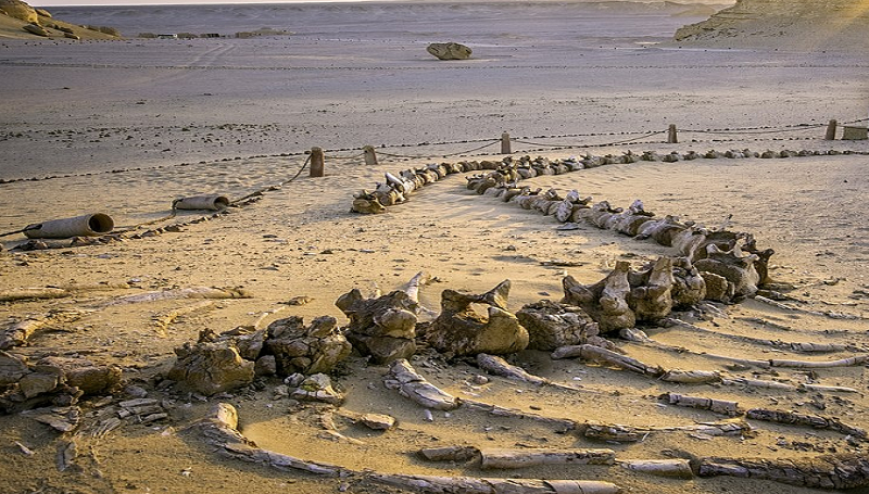 Wadi Hitan National Park Tour from Cairo Wadi Hitan National Park Tour from Cairo