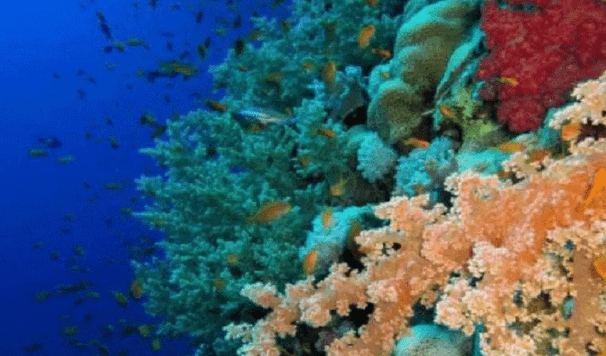 Boat Trip To Giftun Island Boat Trip To Giftun Island