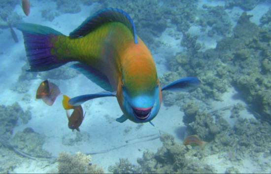 Pasqua Last Minute Egitto Hurghada Mar Rosso