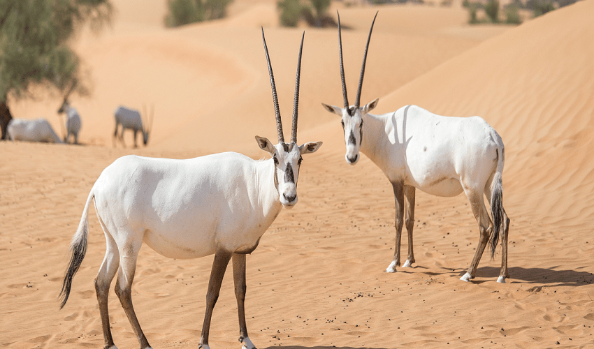 Safari por el desierto Al Maha