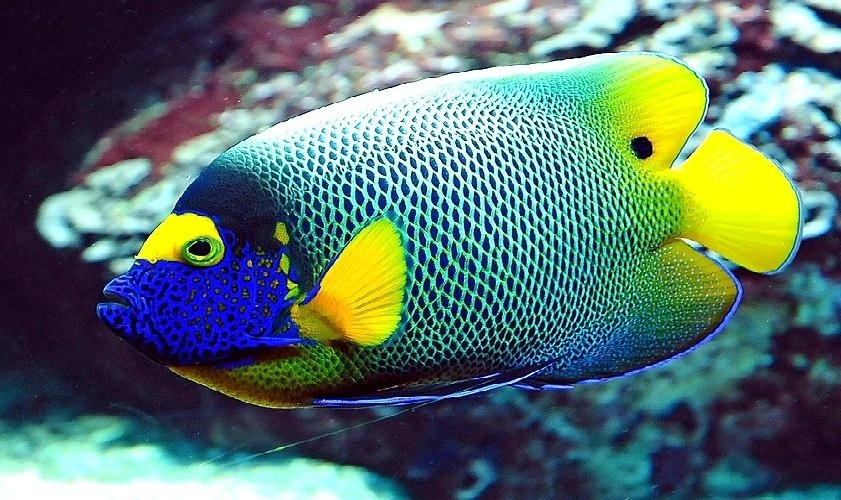 Ras Mohamed Snorkeling tour from Sharm