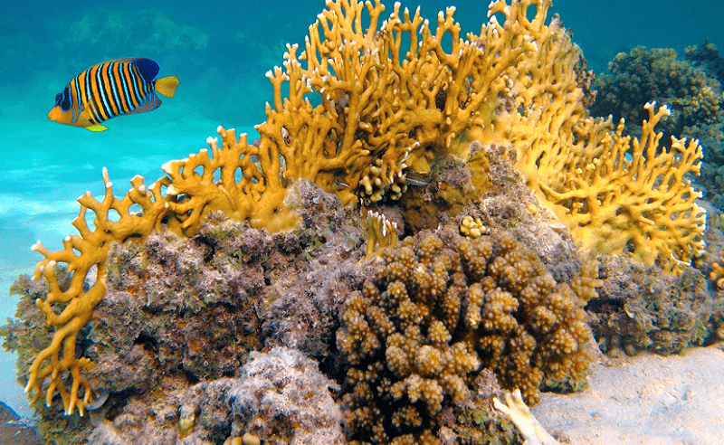 Escursione Sottomarino A Hurghada Escursione Sottomarino A Hurghada
