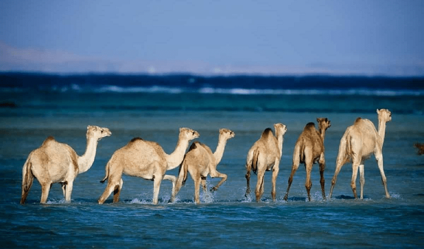 Wadi El Gemal Safari Tour from Marsa ALAM