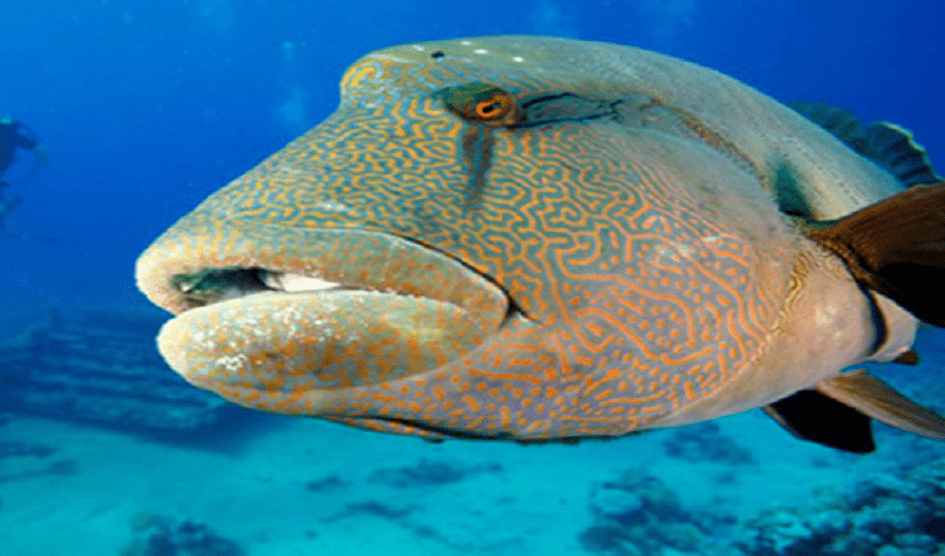 Snorkling Tour All'isola Giftun Da Hurghada Snorkling Tour All'isola Giftun Da Hurghada