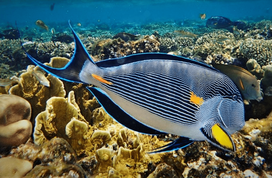 Pacchetto viaggio Marsa Alam e Luxor Pacchetto viaggio Marsa Alam e Luxor