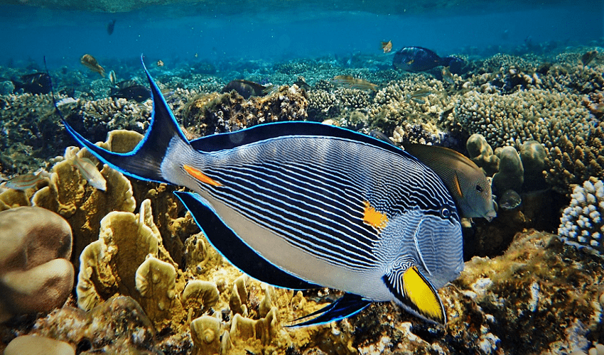 Package Holidays To Sharm El Sheikh