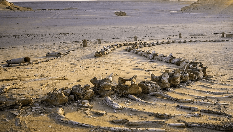 Wadi Hitan, Fayoum Whales Valley Wadi Hitan, Fayoum Whales Valley