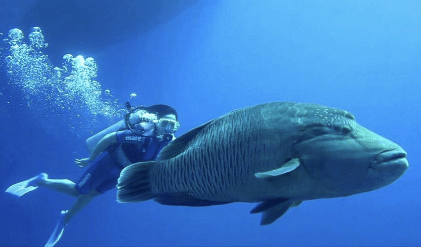 Dahab The Three Pools Snorkeling Tours