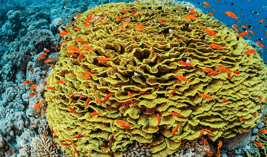 Snorkling tour Snorkling tour