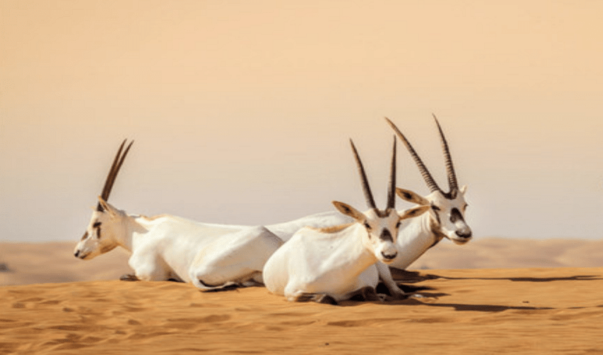 Safari por el desierto Al Maha