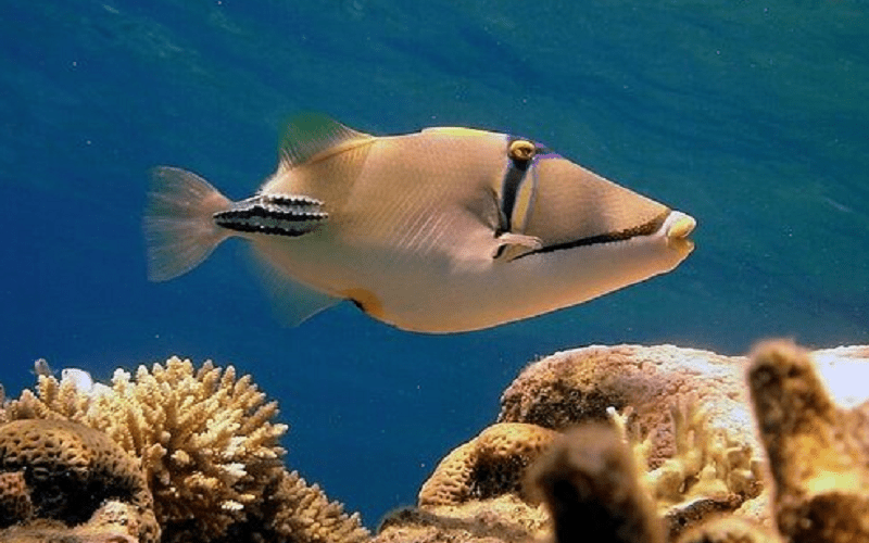 What to do in Sharm, Snorkling tour in ras mohamed  What to do in Sharm, Snorkling tour in ras mohamed