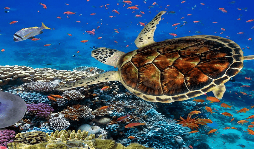 Nile Cruise, Sharm El Sheikh and Cairo Holiday & Tours