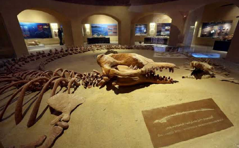 Wadi Hitan National Park Tour from Cairo Wadi Hitan National Park Tour from Cairo