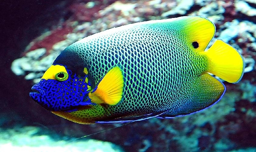 Sharm El Sheikh and Cairo Tour Package