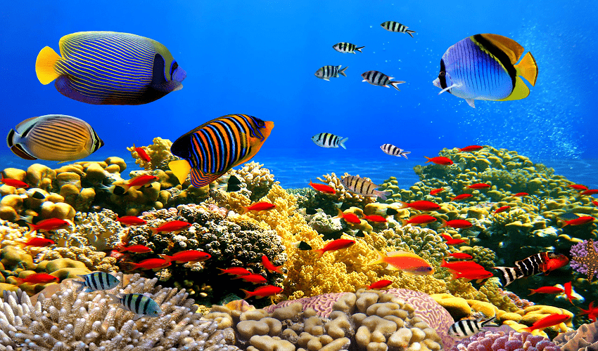 Dahab Blue Hole Snorkeling Tours