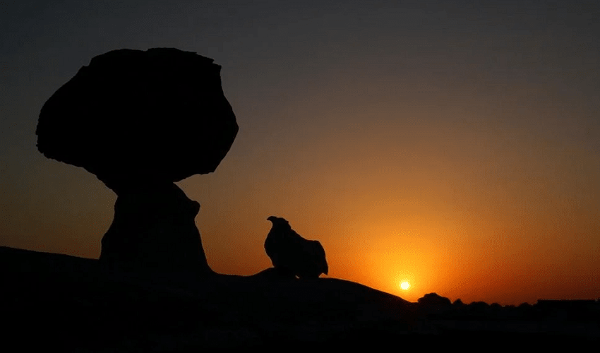 Bahariya and White Desert Safari Tours