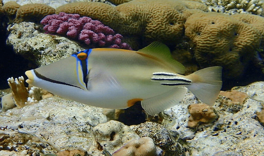 Snorkeling tour at Ras Muhammed from Sharm Snorkeling tour at Ras Muhammed from Sharm