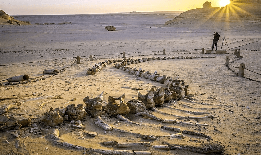 Viaggio Wadi Hitan, Valle di balene
