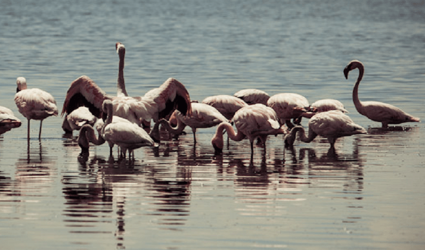 Tour Oasi Fayoum e Wadi El Rayan