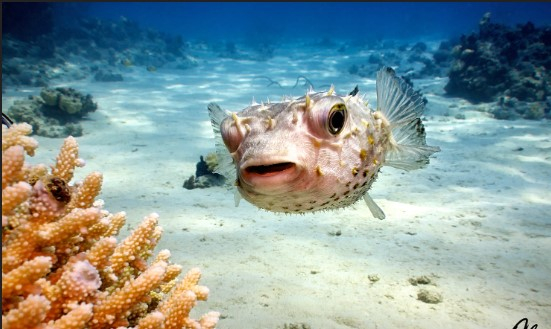 Luxor Cairo and Hurghada Travel Package Luxor Cairo and Hurghada Travel Package