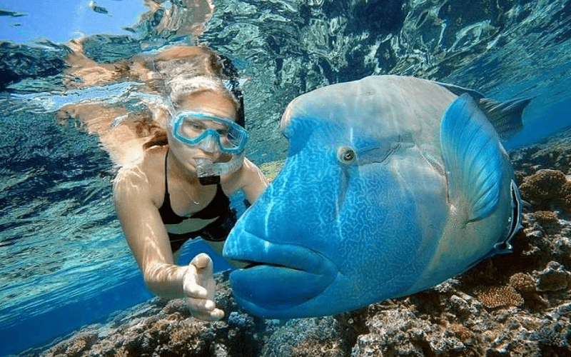 Snorkling Tour All'isola Giftun Da Hurghada Snorkling Tour All'isola Giftun Da Hurghada