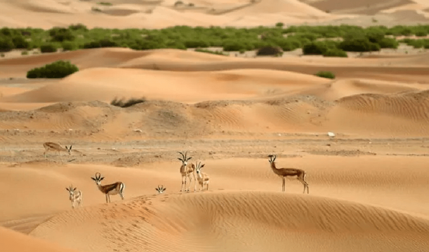 Safari por el desierto Al Maha